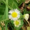 Erigeron annuus - Asteraceae