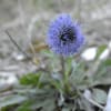 Globularia bisnagarica - Plantaginaceae