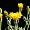 Hieracium tomentosum - Asteraceae