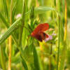 Lathyrus cicera - Fabaceae