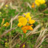 Lotus corniculatus - Fabaceae