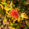 Mesembryanthemum cordifolium - Aizoaceae