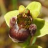 Ophrys bombyliflora - Orchidaceae