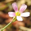 Petrorhagia saxifraga - Caryophyllaceae