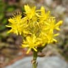 Petrosedum rupestre - Crassulaceae