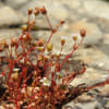 Saxifraga tridactylites - Saxifragaceae