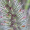 Trifolium angustifolium - Fabaceae