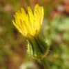 Urospermum picroides - Asteraceae