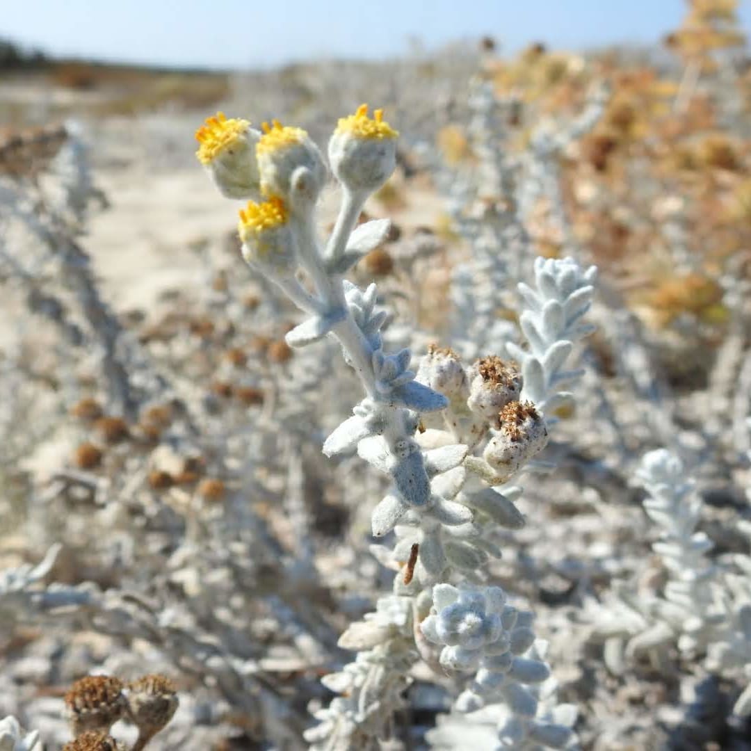 Achillea maritima