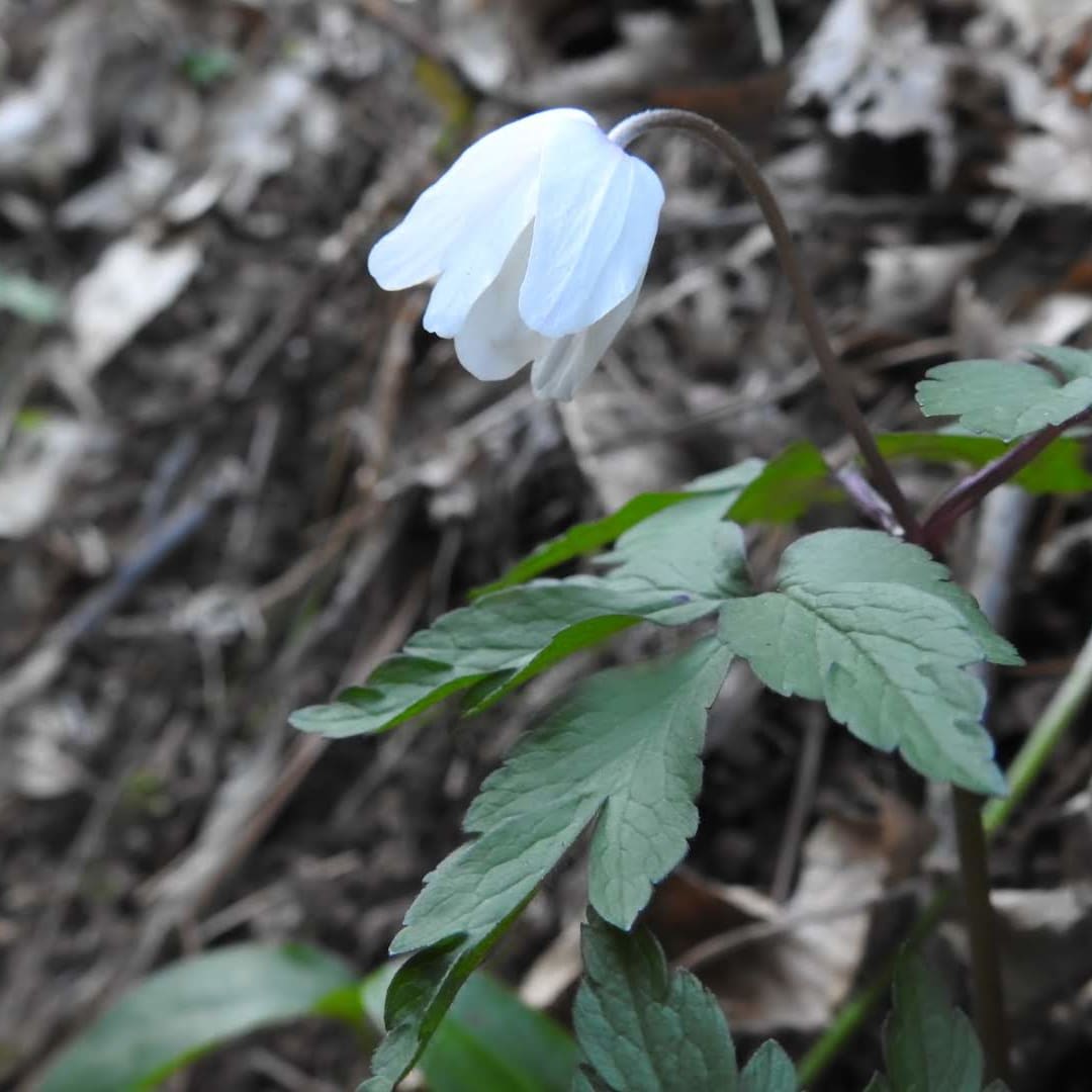 Anemonoides nemorosa