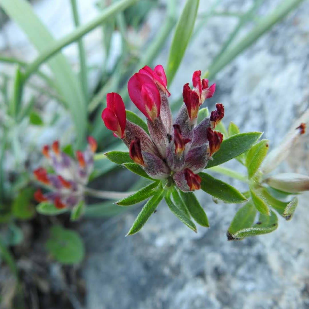 Anthyllis vulneraria