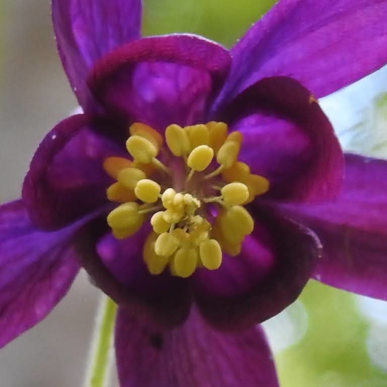 Aquilegia atrata