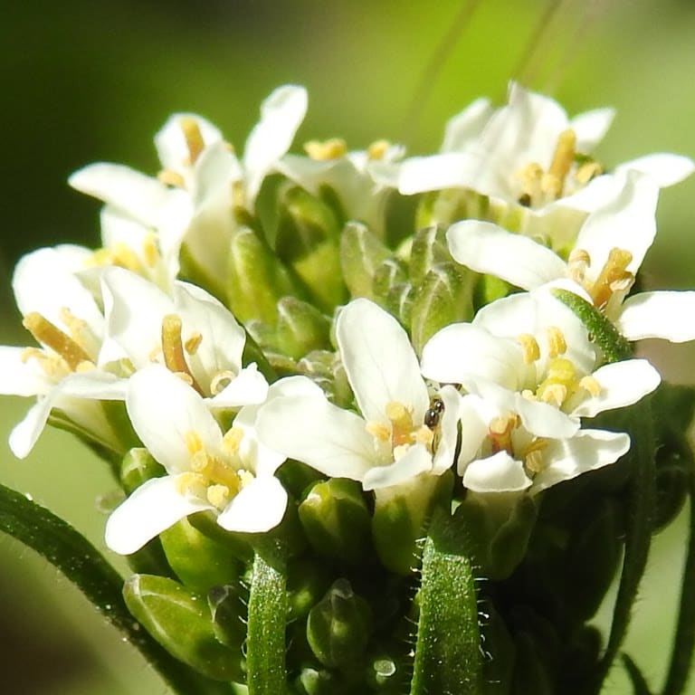 Arabis hirsuta