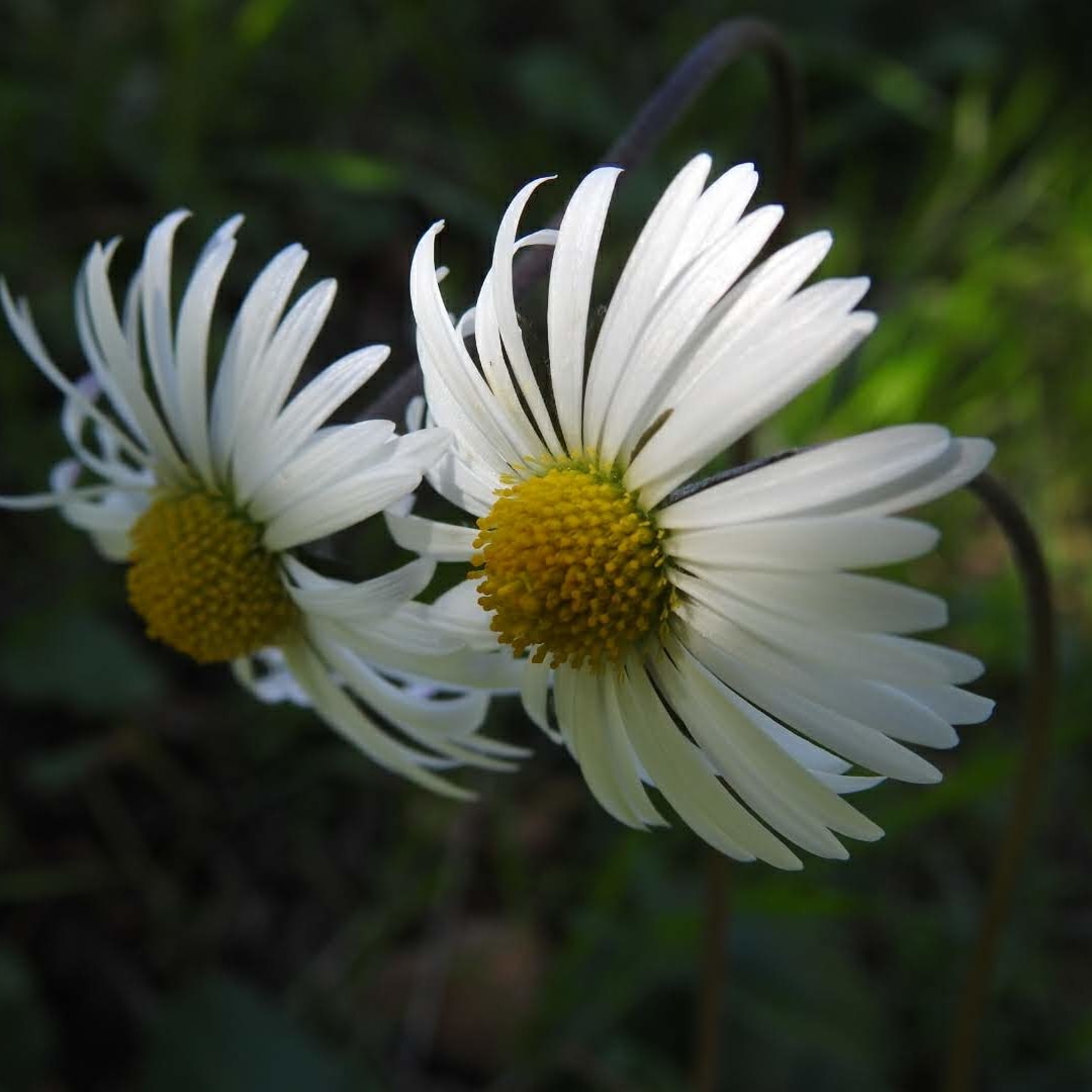 Bellis sylvestris