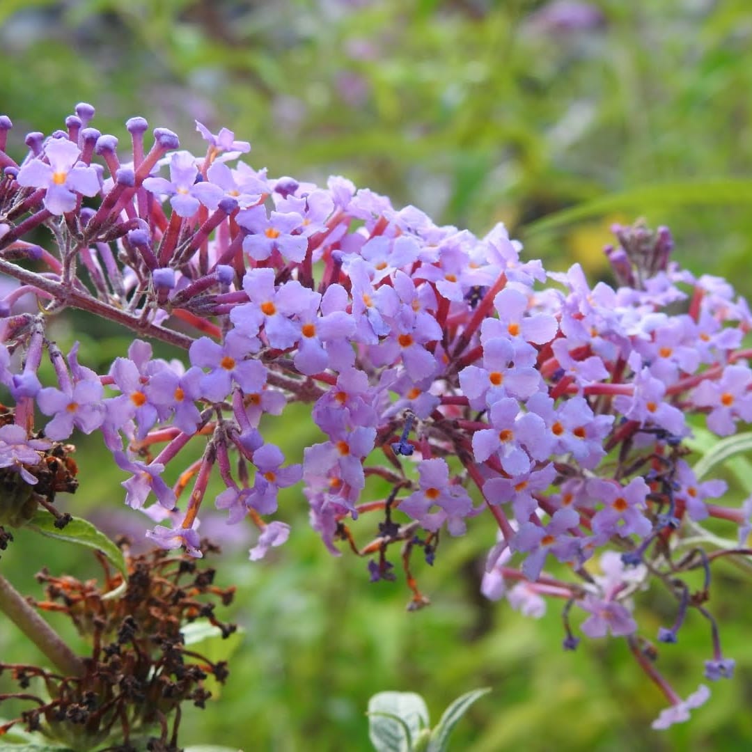 Buddleja davidii