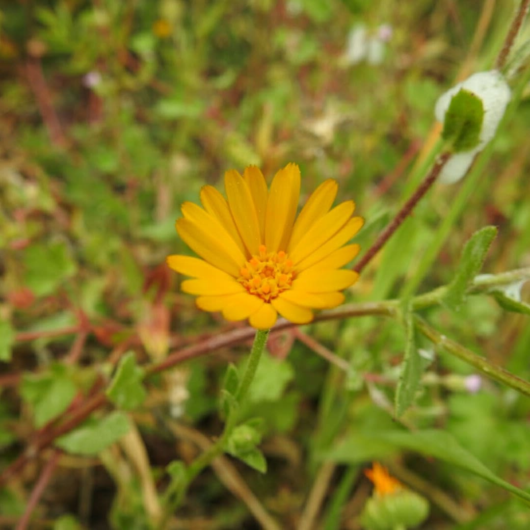 Calendula arvensis