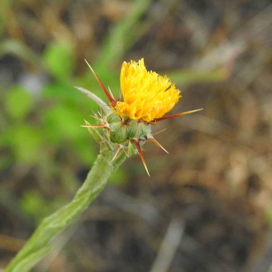 Piante con fiori a molti petali e con foglie spinose