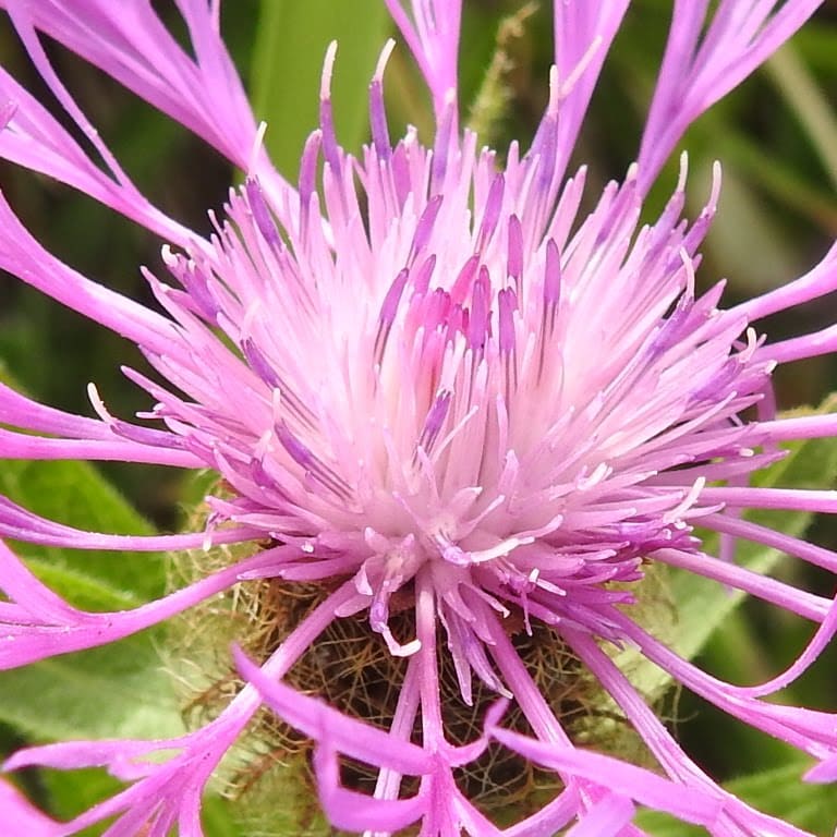 Centaurea nervosa