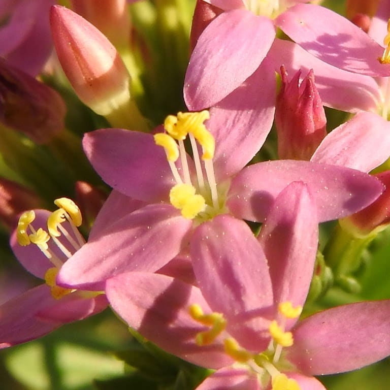 Centaurium erythraea