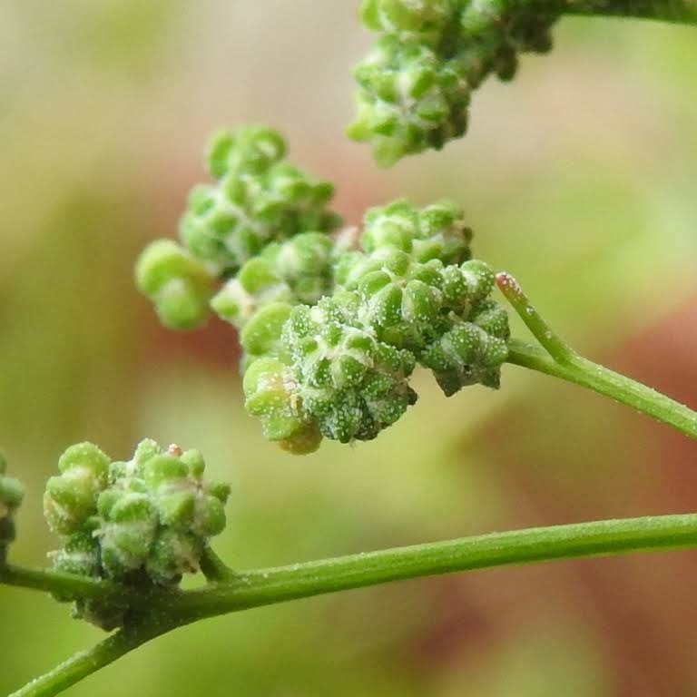 Chenopodium album