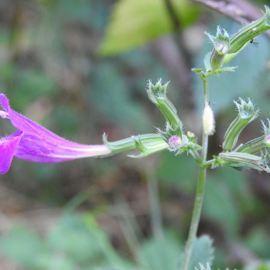 Clinopodium grandiflorum