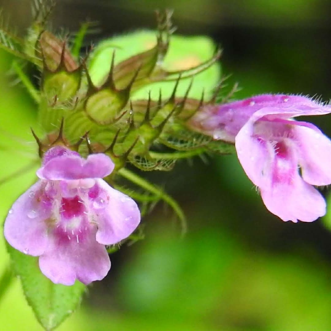 Clinopodium vulgare