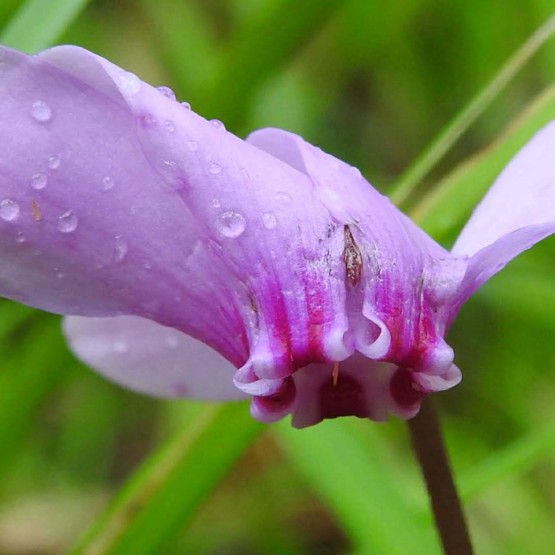 Cyclamen hederifolium