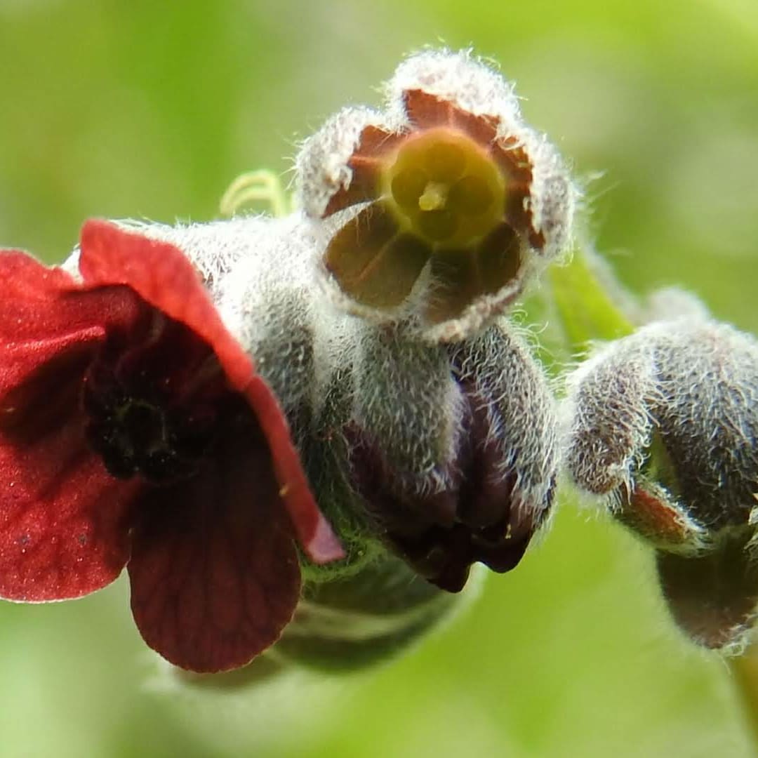 Cynoglossum officinale