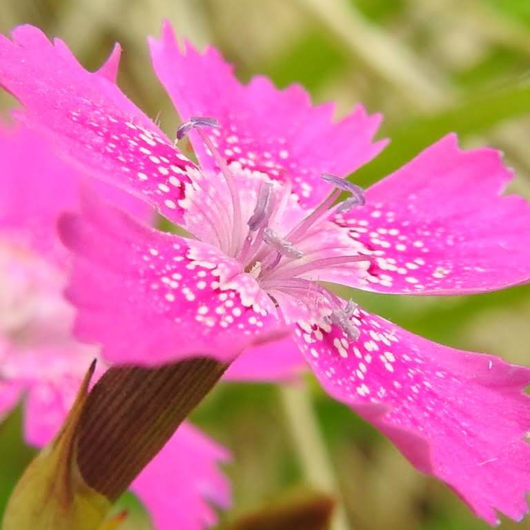 Dianthus deltoides