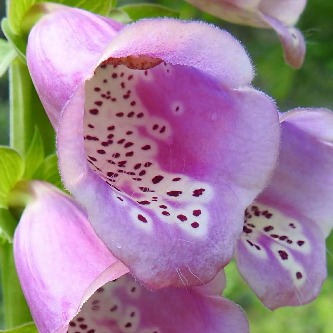 Digitalis purpurea