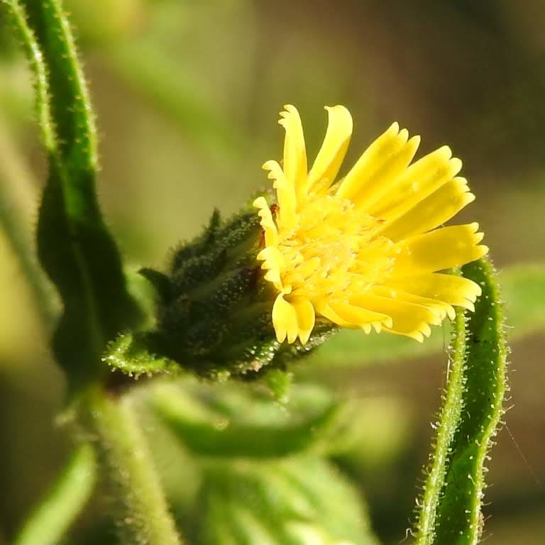 Dittrichia graveolens