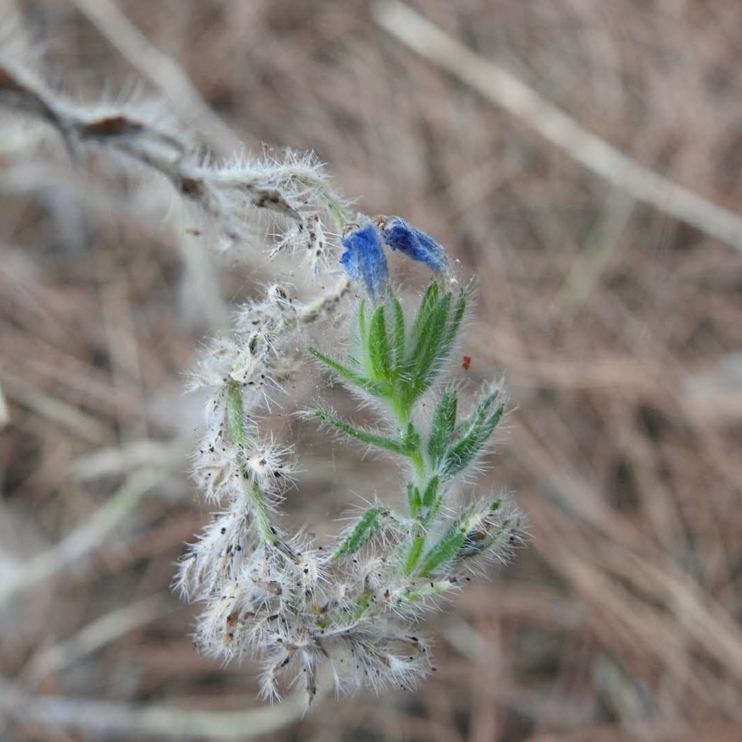 Echium sabulicola