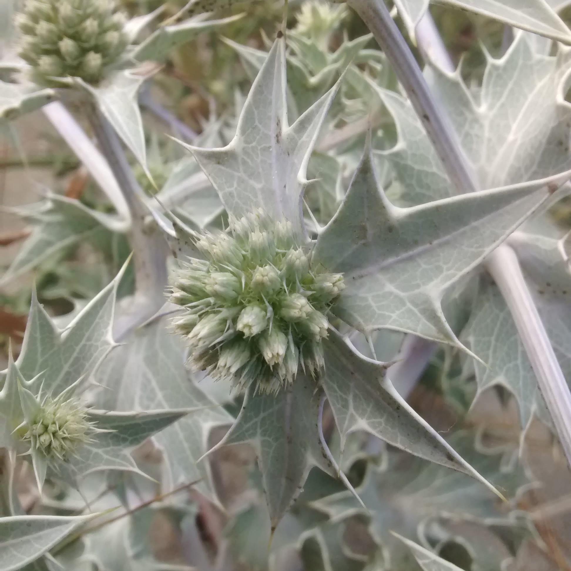 Eryngium maritimum