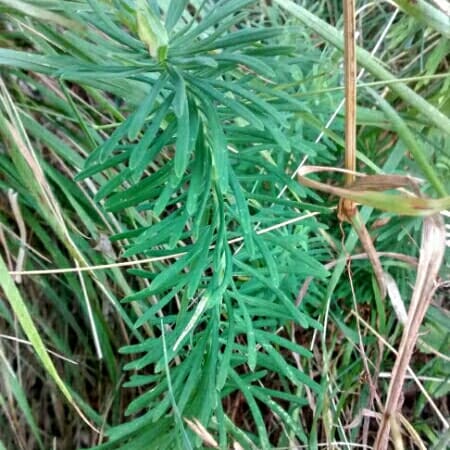 Euphorbia cyparissias