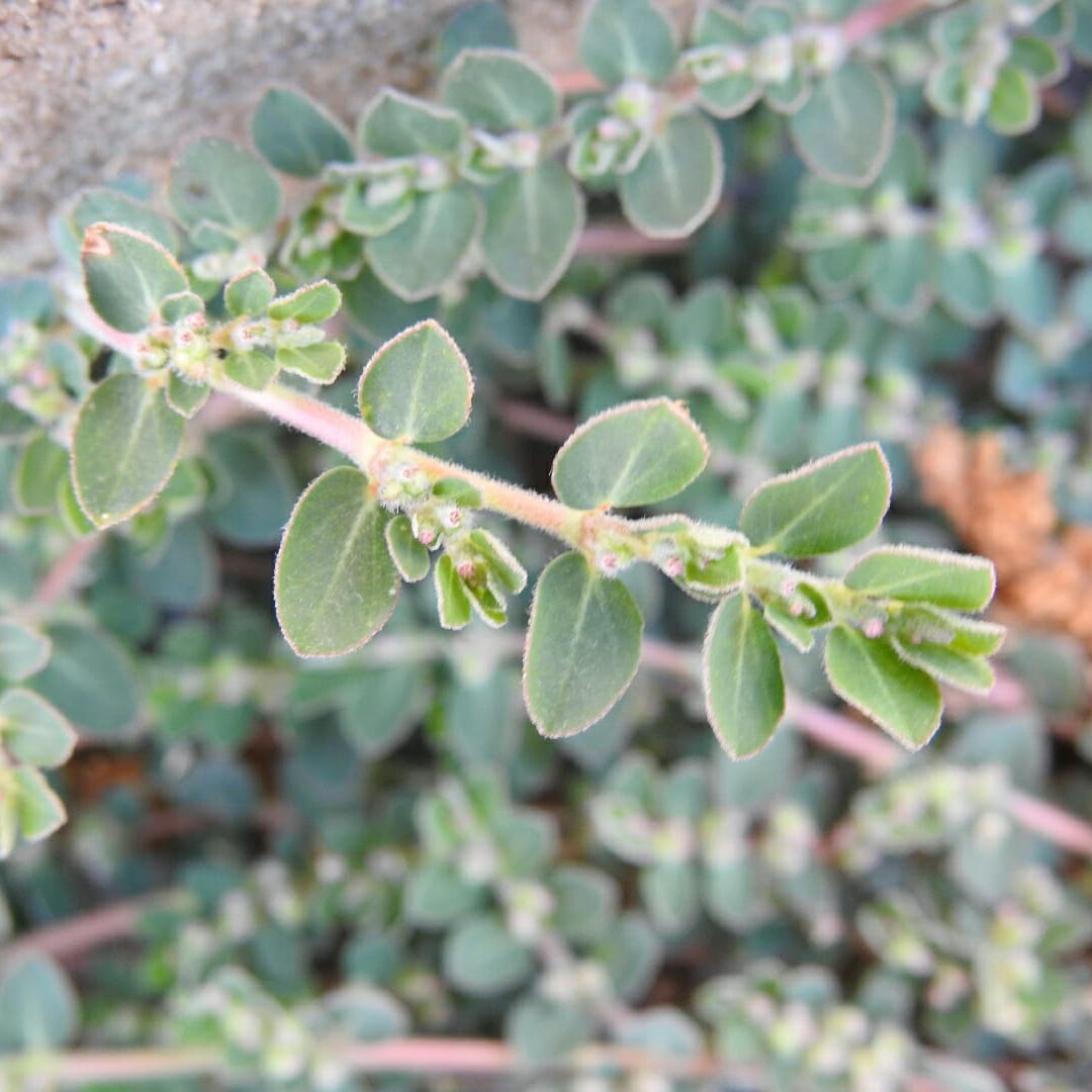 Euphorbia prostrata