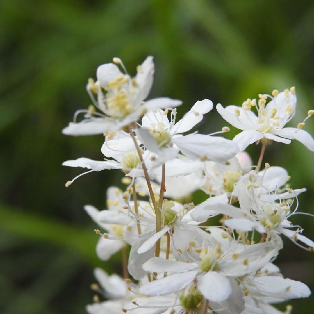 Filipendula vulgaris