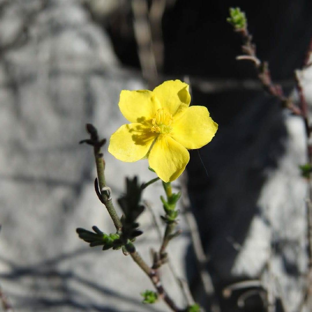 Fumana ericifolia