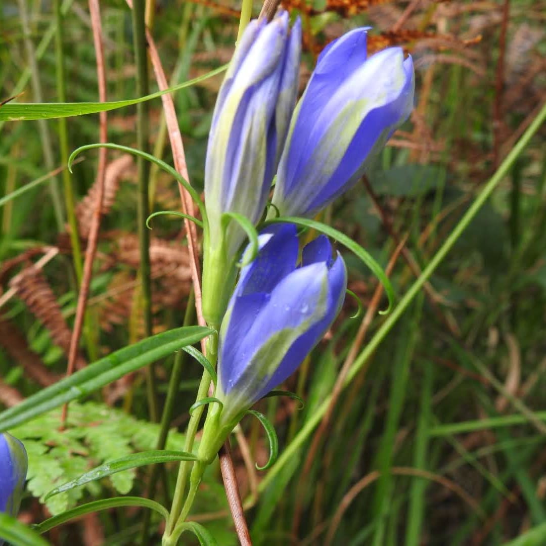 Gentiana pneumonanthe