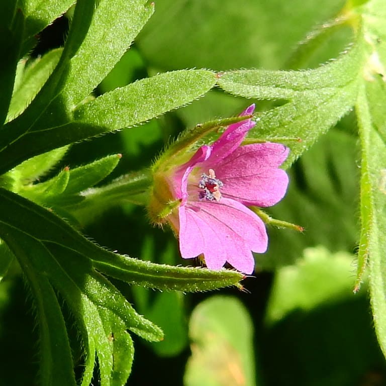 Geranium dissectum