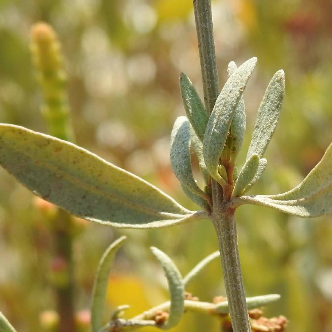 Halimione portulacoides