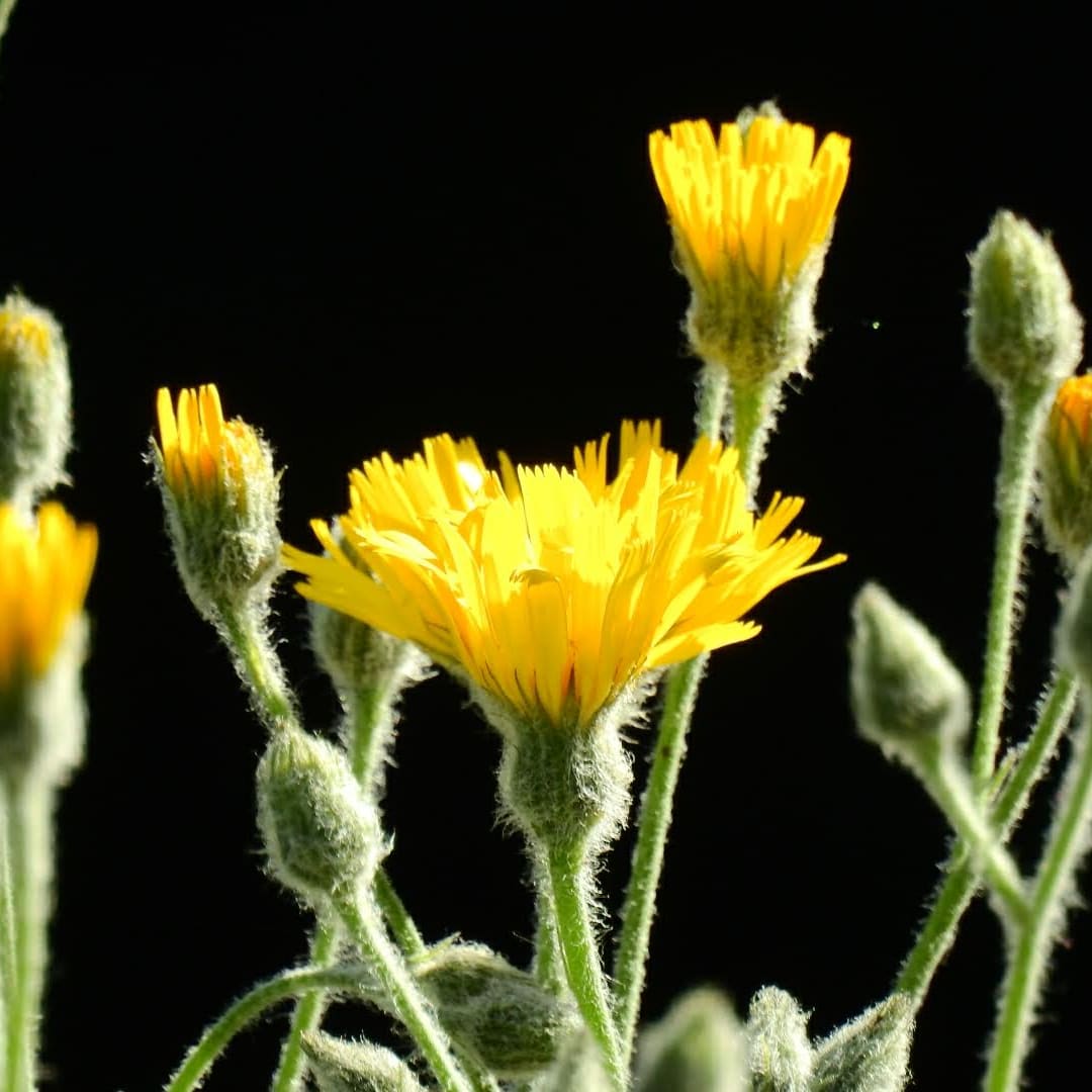 Hieracium tomentosum