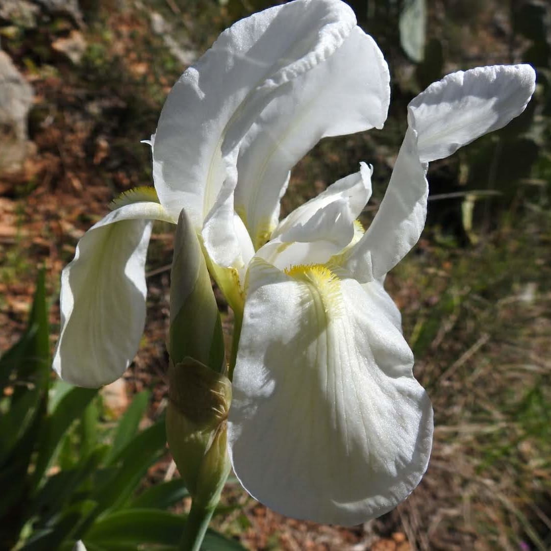 Iris lutescens