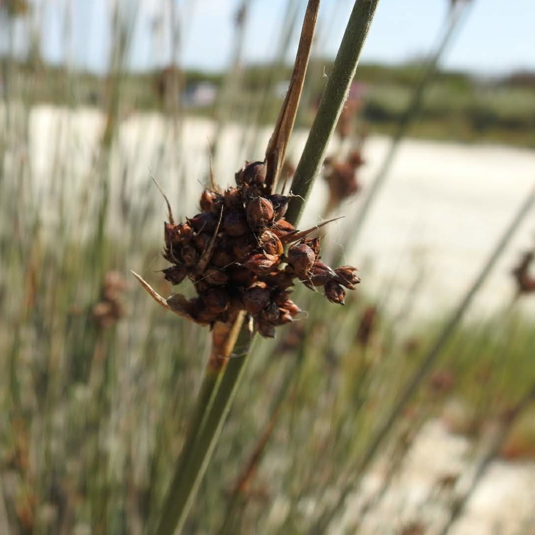 Juncus acutus