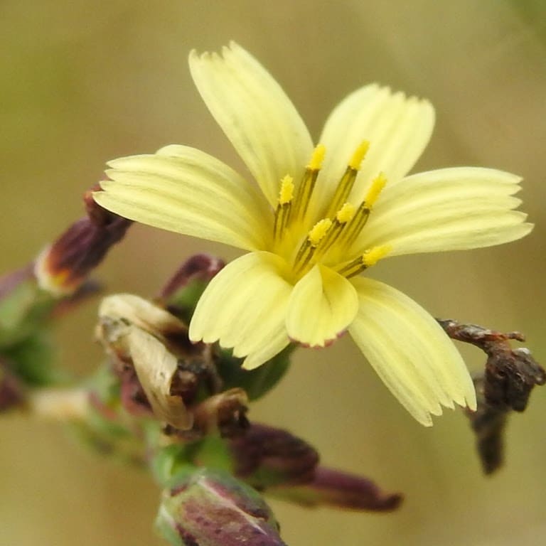 Lactuca saligna