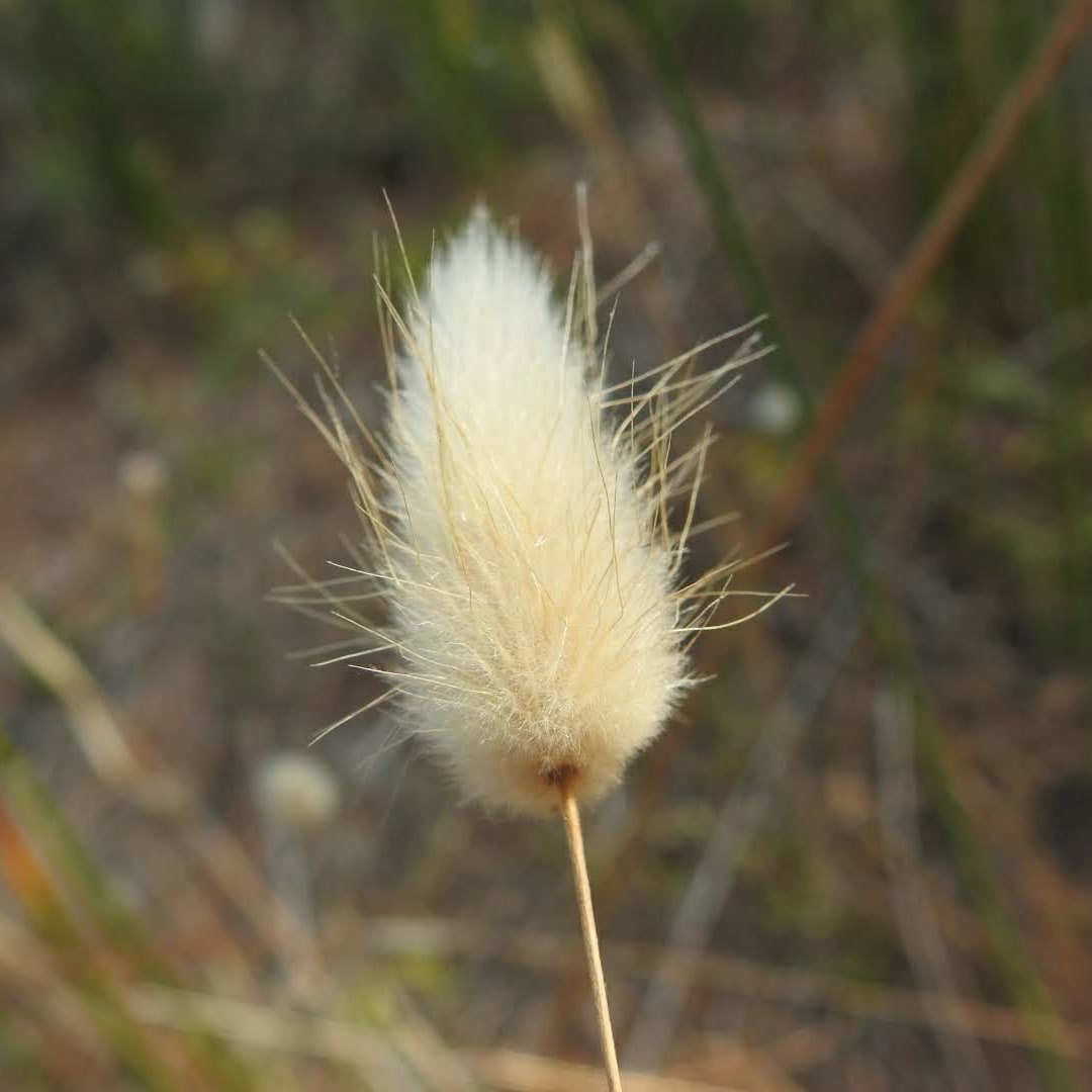 Lagurus ovatus