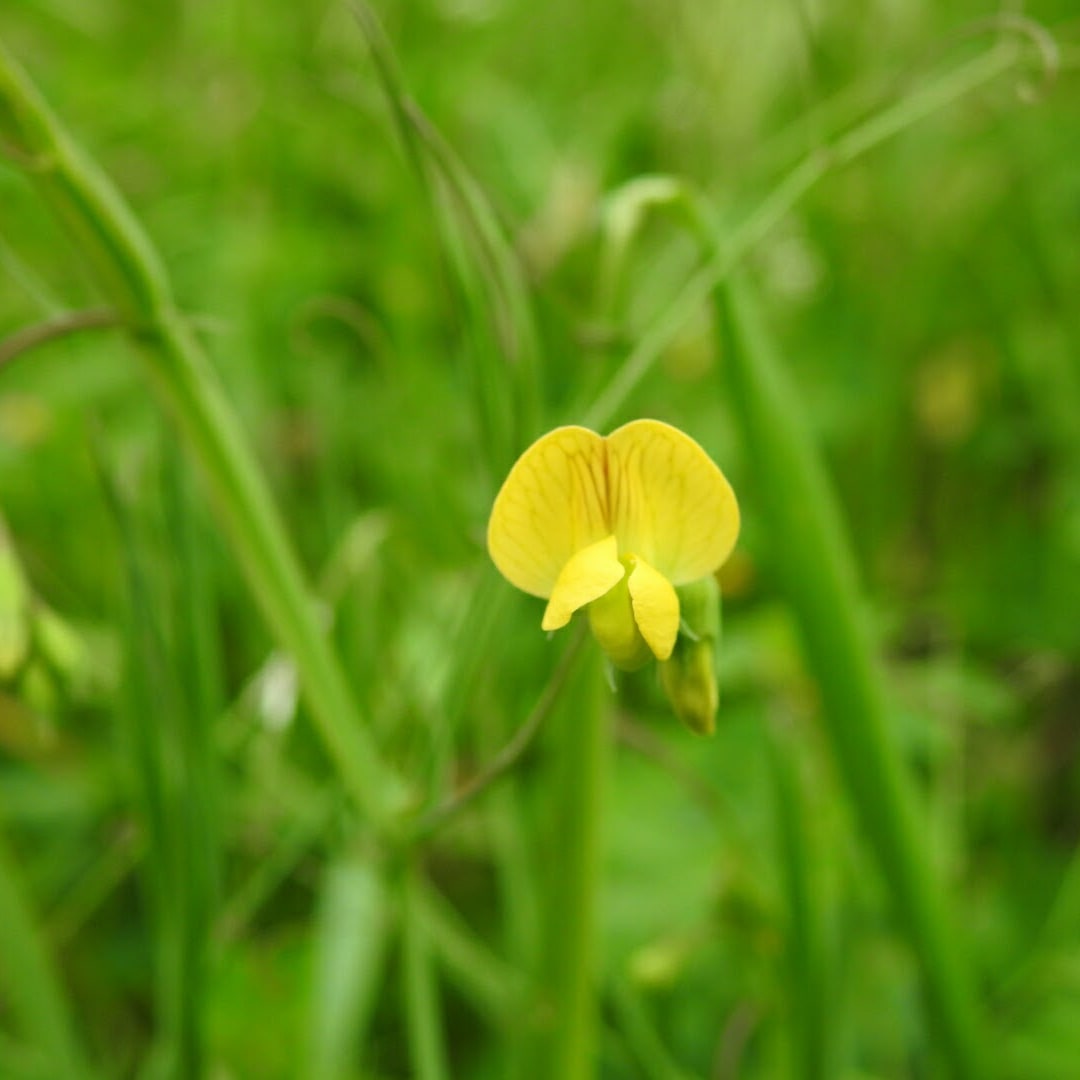 Lathyrus annuus