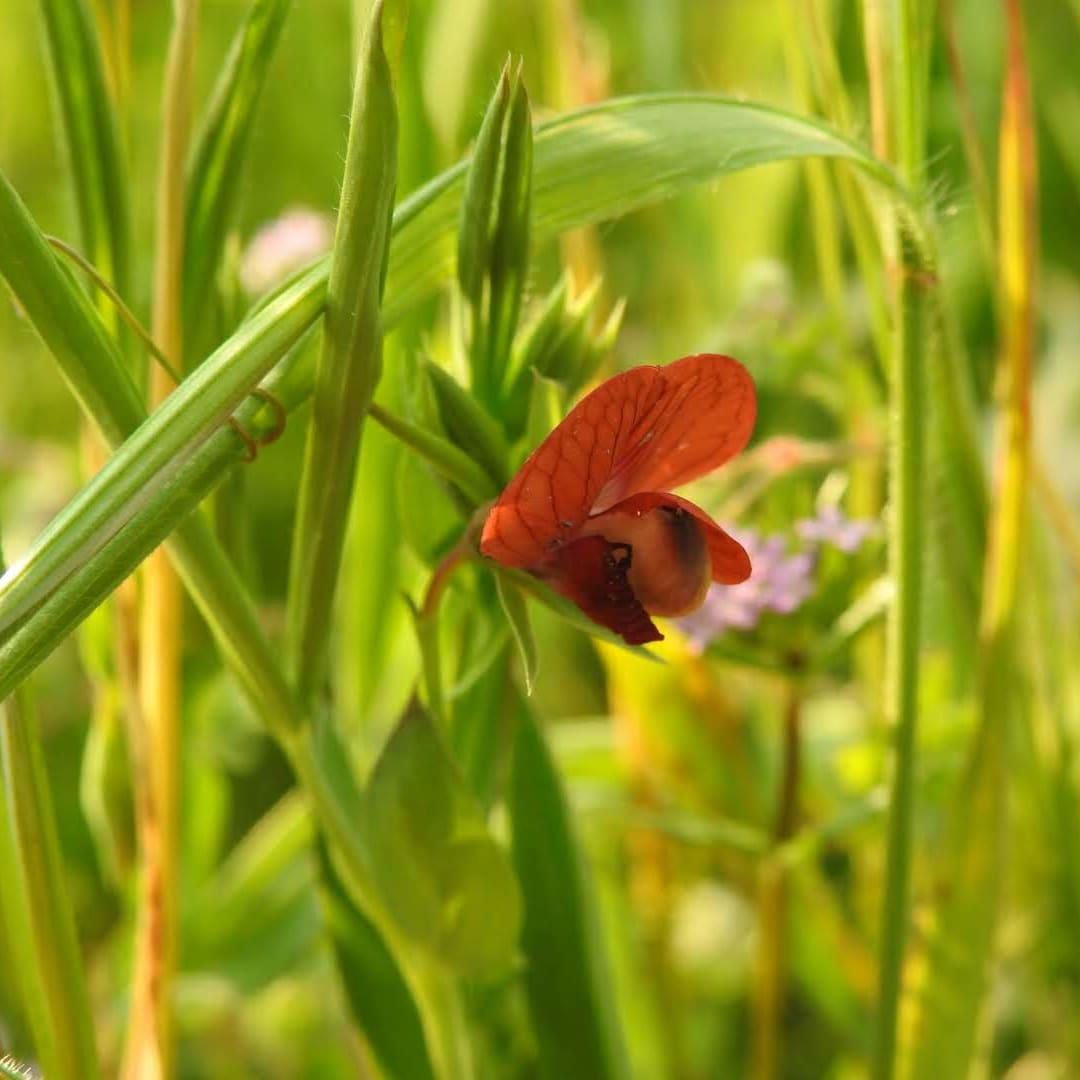 Lathyrus cicera