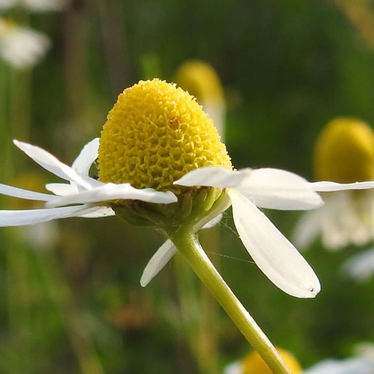 Matricaria chamomilla