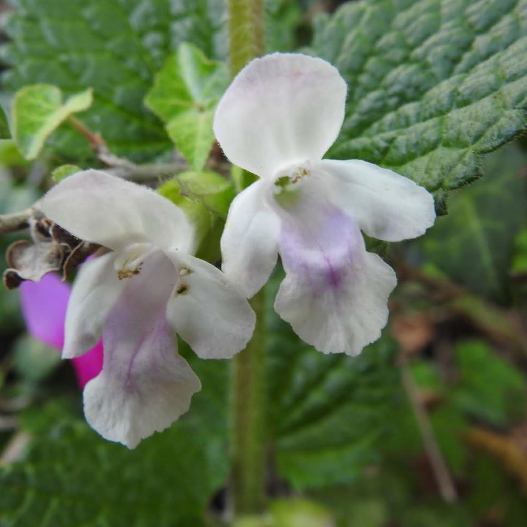 Melittis melissophyllum