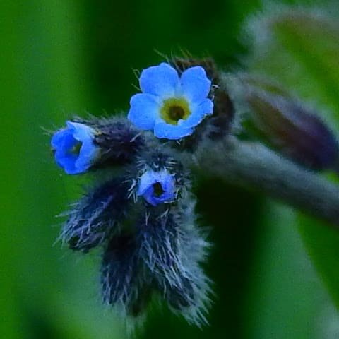 Piante Con Fiori Piccoli